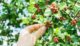 Coffea